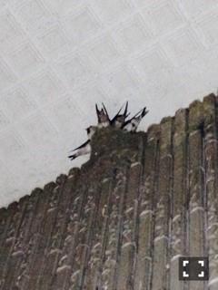 唯一の癒し