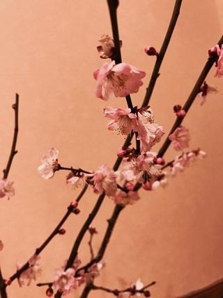 紅梅♪