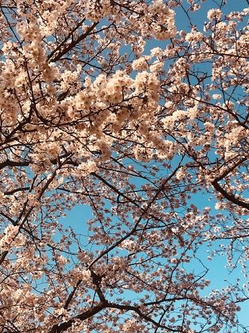 桜♪