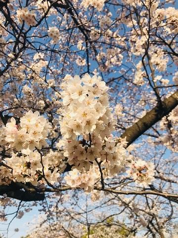 桜♪